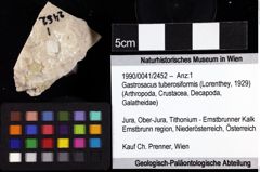 Foto (Objket + Etiketten) von Gastrosacus tuberosiformis (Lorenthey, 1929) 